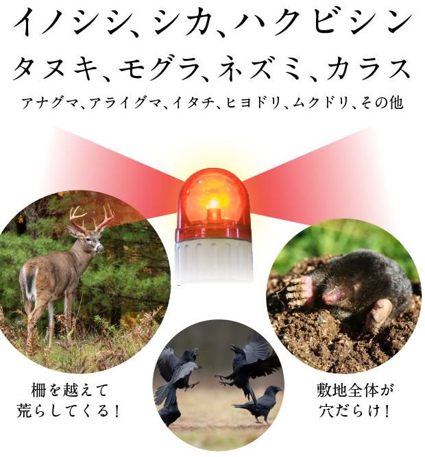 害獣・害鳥忌避剤 撃退パンチ|天然ヒトデの成分で安心・安全｜健康食品・ヒトデ忌避剤の通販ならイオス